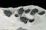 Cyphaspis Walteri & Kayserops Trilobite Cluster - Mrakib, Morocco #168395-8